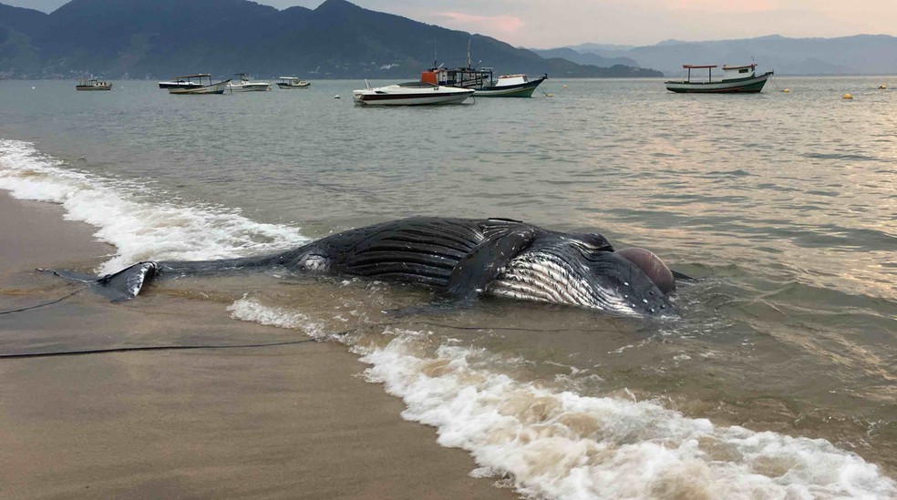 Filhote de baleia jubarte é encontrado morto em Ilhabela — Foto: Felipe Oliveira/Vanguarda Repórter