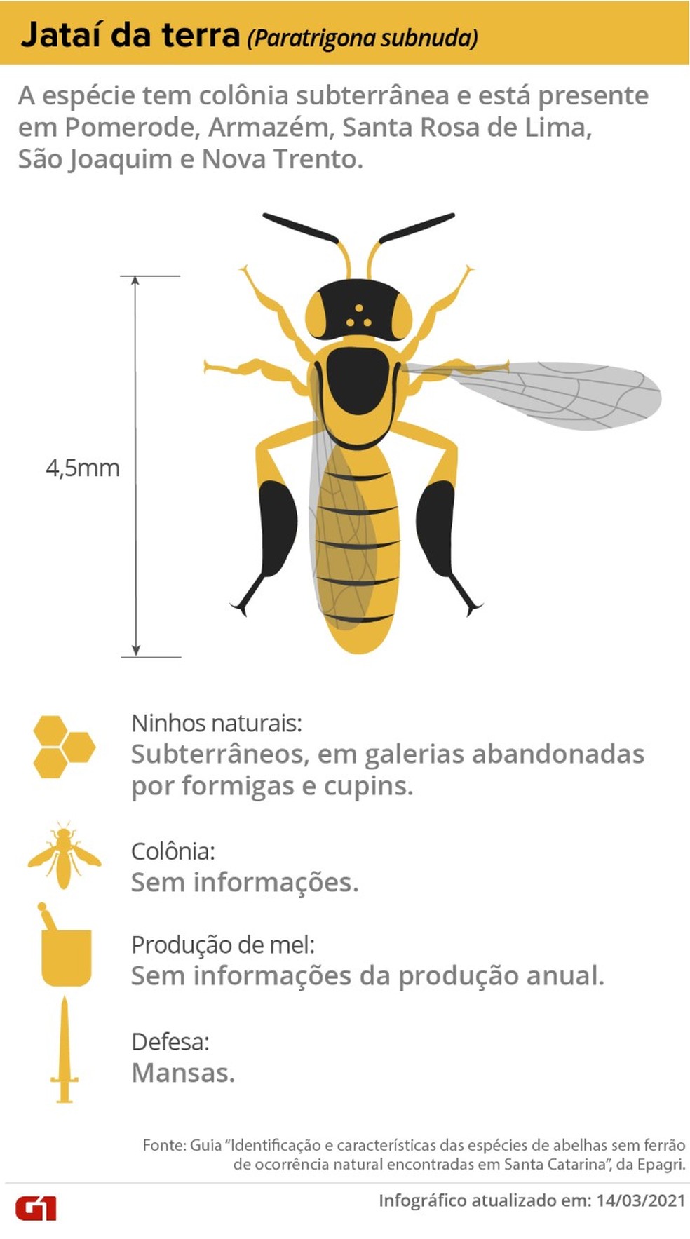 Abelha sem ferrão da espécie jataí da terra com ocorrência em Santa Catarina — Foto: Ben Ami Scopinho/ NSC