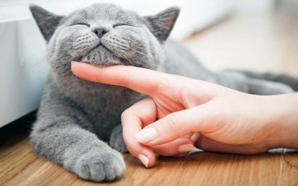 Em alguns casos, a fama de independente estimula humanos a ter gatos como animais de estimação em vez de cachorros — Foto: Getty Images/BBC
