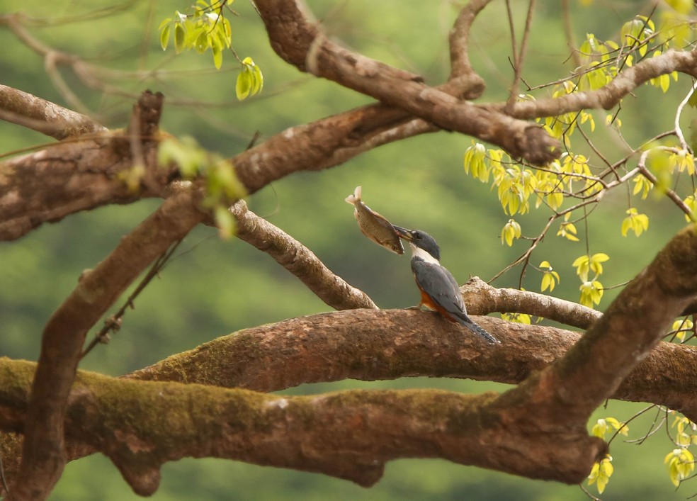 O martim-pescador costuma mergulhar para buscar alimentos.  (Foto: Guilherme Battistuzzo/ VC no TG)