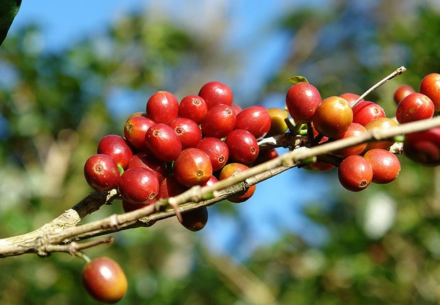 Plantação de café Ipanema Coffees (Foto: Reprodução internet)