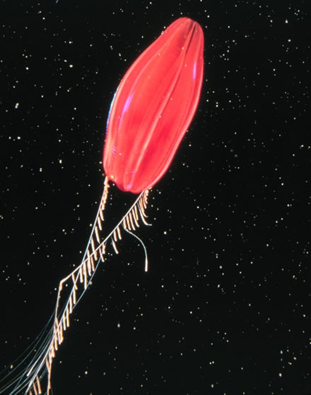 Carambola-do-mar era anteriormente apontada como sendo nossa parente mais distante (Foto: Wikimedia Commons )