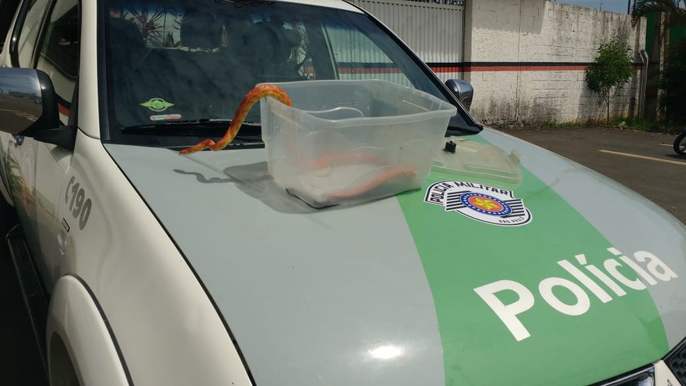 Estudante foi multado em R$ 2,2 mil por manter os animais em casa em Limeira — Foto: Polícia Ambiental