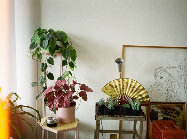 Como ter plantas em casa: um dossiê completo (Foto: Divulgação)