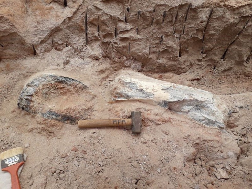 Detalhe de dois ossos — o fêmur (à esquerda) e o úmero (à direita) —, encontrados a cerca de dez metros de profundidade — Foto: Divulgação/William Nava