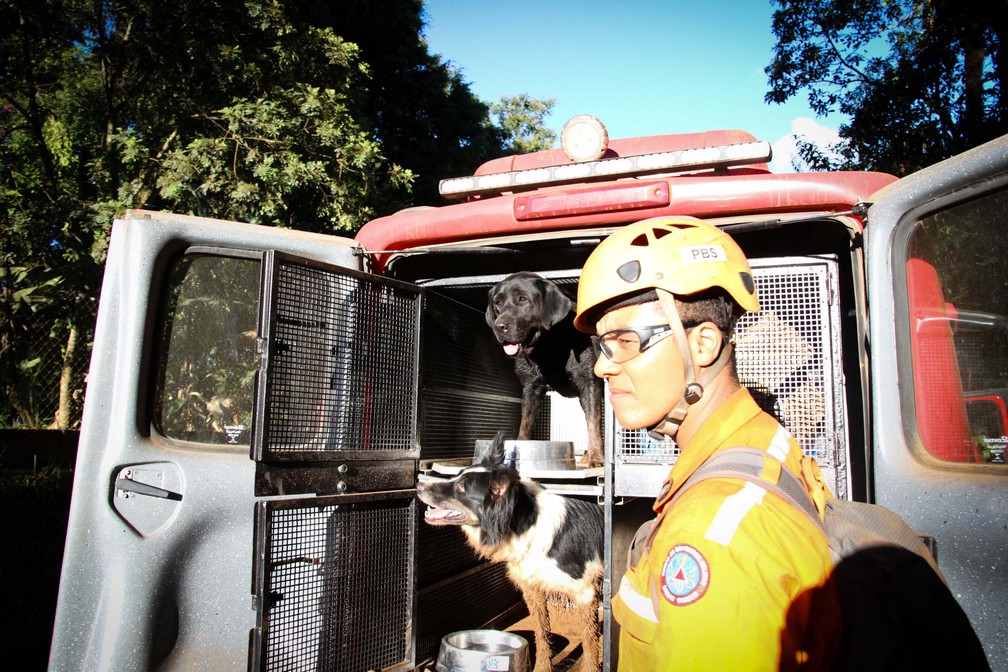 Cachorros auxiliam bombeiros e voluntários em busca de vítimas e desaparecidos em Brumadinho  — Foto: Fernando Moreno/Futura Press/Estadão Conteúdo