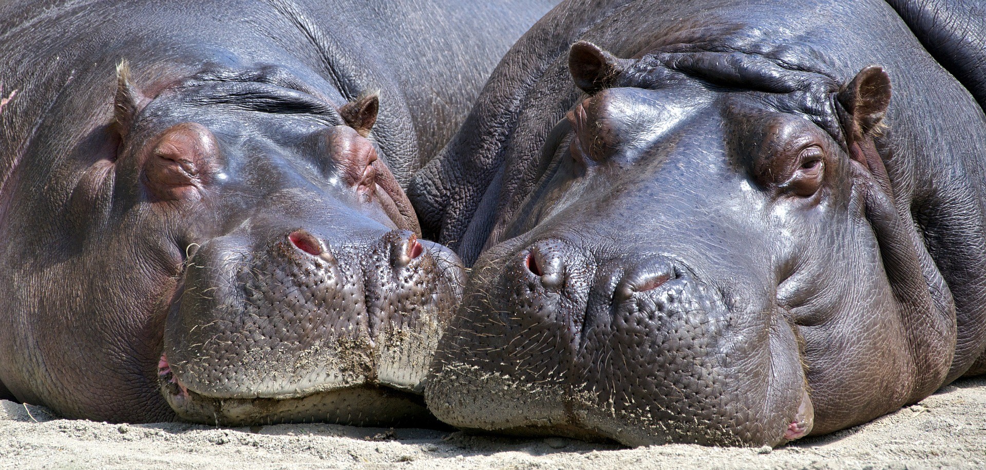 Hipopótamos (Foto: Pixabay)