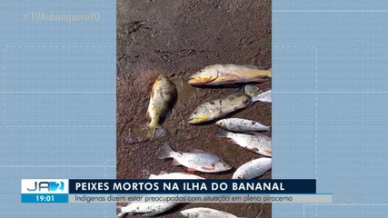Ilha do Bananal sofre com a falta de chuvas e seca vem afetando os animais