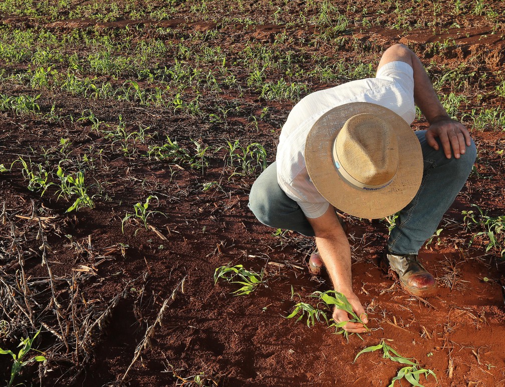 Em 2018, apenas 7,5% dos mais de 62 milhões de hectares com produção rural no Brasil contavam com proteção de seguro agrícola — Foto: Giuliano Gomes/PR Press