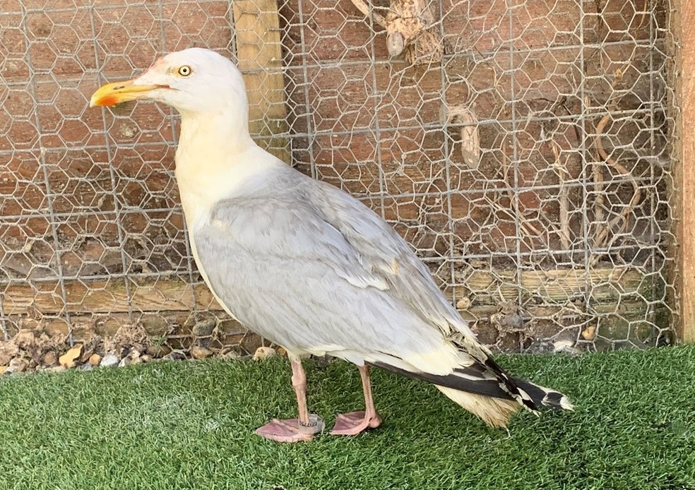 'Vinny', a gaivota que estava coberta por curry, após o banho. Em breve, ela poderá ser solta novamente na natureza. — Foto: Reprodução/Facebook/Tiggywinkles Wildlife Hospital