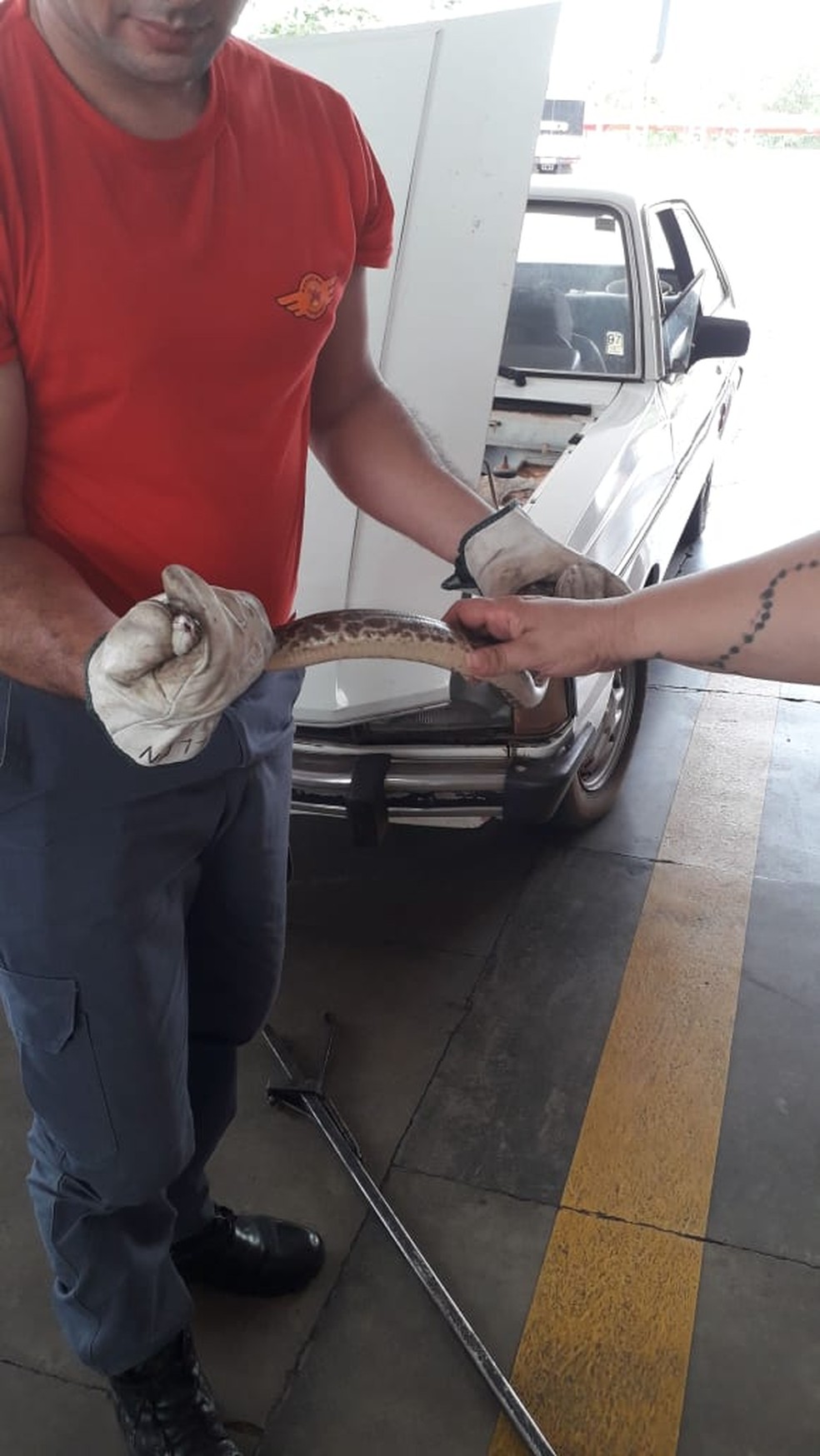 Filhote de sucuri foi resgatado dentro de carro em Junqueirópolis — Foto: Patrícia de Lima