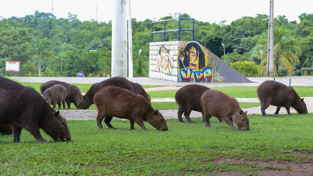 Capivaras chamam atenção de frequentadores do Parque Cesamar, em Palmas  — Foto: Divulgação/Edu Fortes/Prefeitura de Palmas 