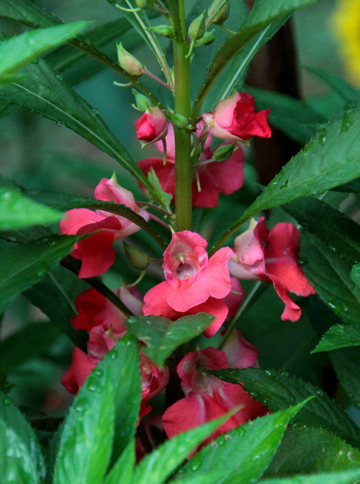 O beijo-de-frade é uma planta de ciclo anual, podendo ser cultivada no decorrer do ano todo (Foto: Flickr/ Paul Braynard / CreativeCommons)