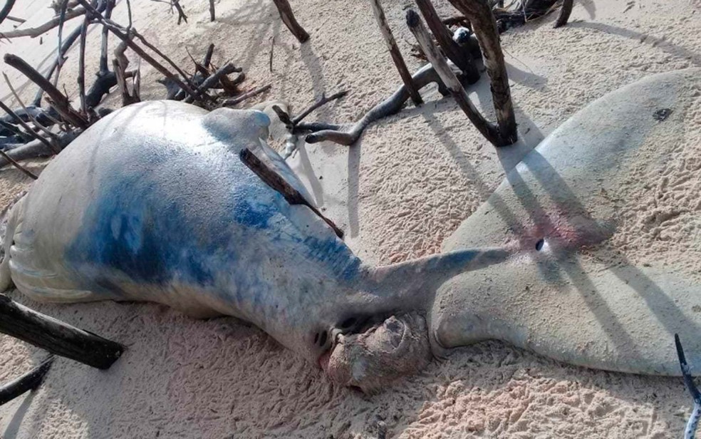 Baleia achada morta no extremo sul da Bahia tinha ferimento na cauda  (Foto: Igor Albergaria/Site Prado NotÃ­cia)
