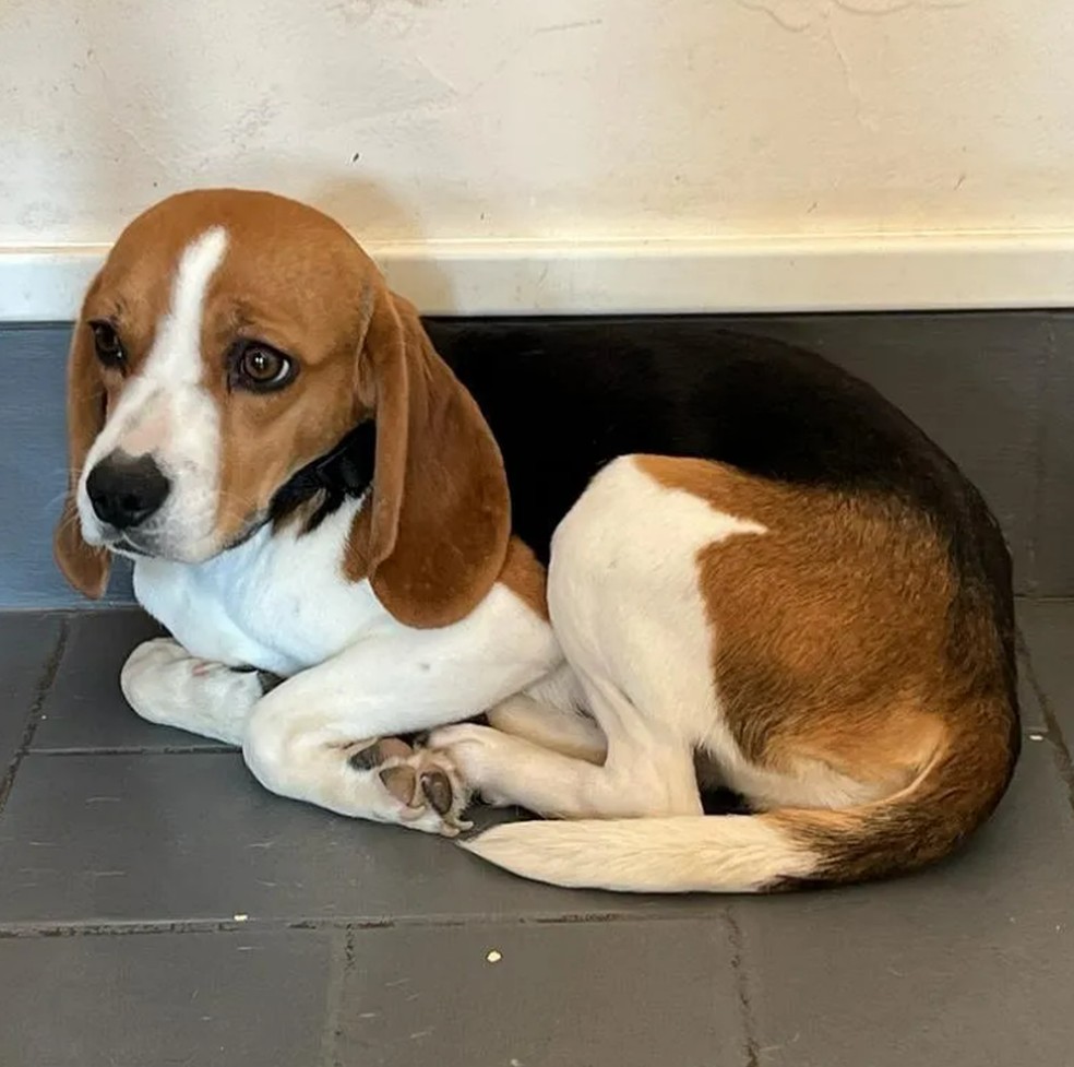 Um cachorro que foi resgatado pela organização Beagles da Borgonha — Foto: Reprodução/Redes Sociais