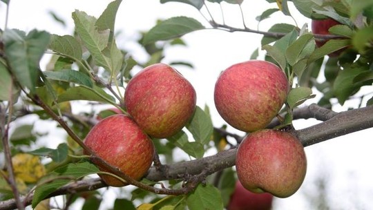 Produtores de maçã de SC pedem que governo não firme acordo com China