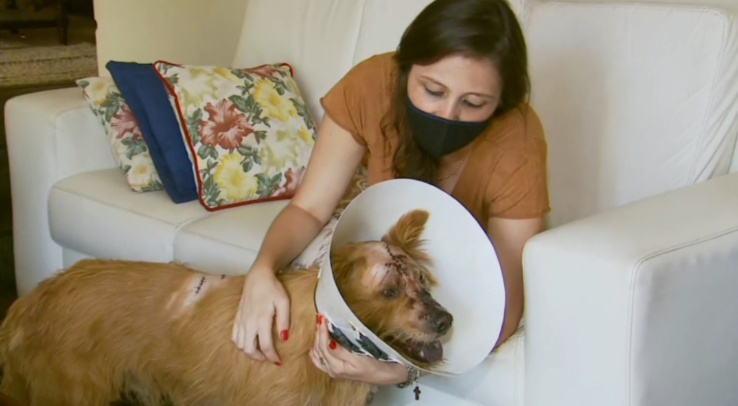 Cão ferido com golpes de facão em MG já se recupera com a dona após ficar intubado 