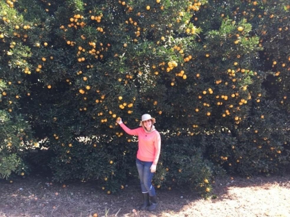 Professora Raquel Carvalho, da USP, observa o papel das formigas arbóreas em uma monocultura de laranja — Foto: Diego Anjos