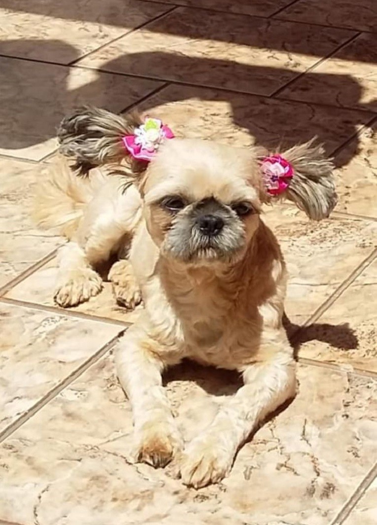 Tutora diz que cadela shih-tzu foi furtada após entrar em carro que parou em esquina em Ribeirão Preto, SP