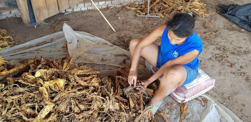 Trabalhadora resgatada de condição análoga à escravidão em fazenda de plantação de fumo no Rio Grande do Sul — Foto: Ministério do Trabalho e Emprego