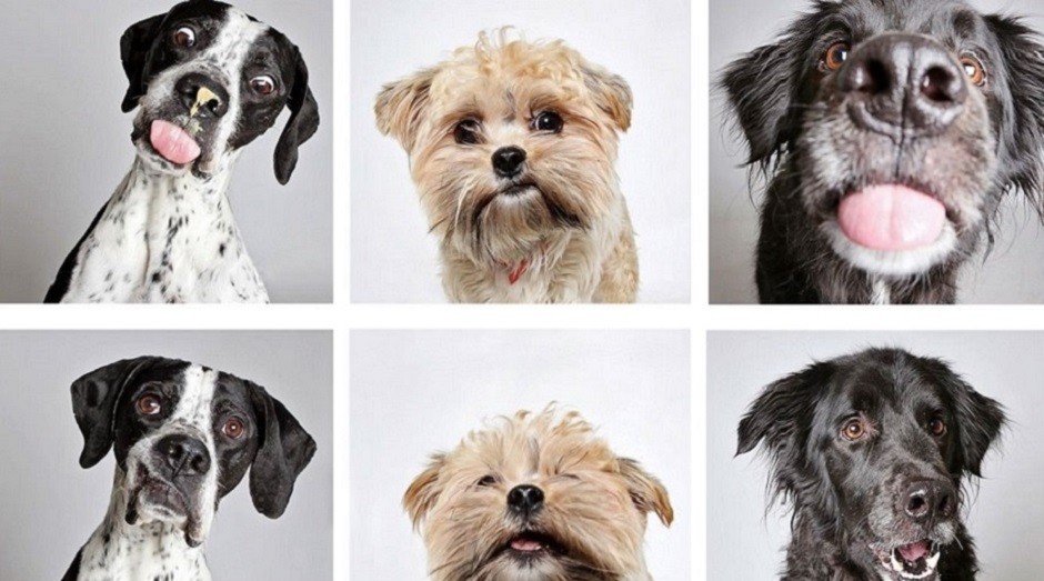 O fotógrafo Guinnevere Shuster fez as fotos para ajudar os animais a serem adotados (Foto: Reprodução)