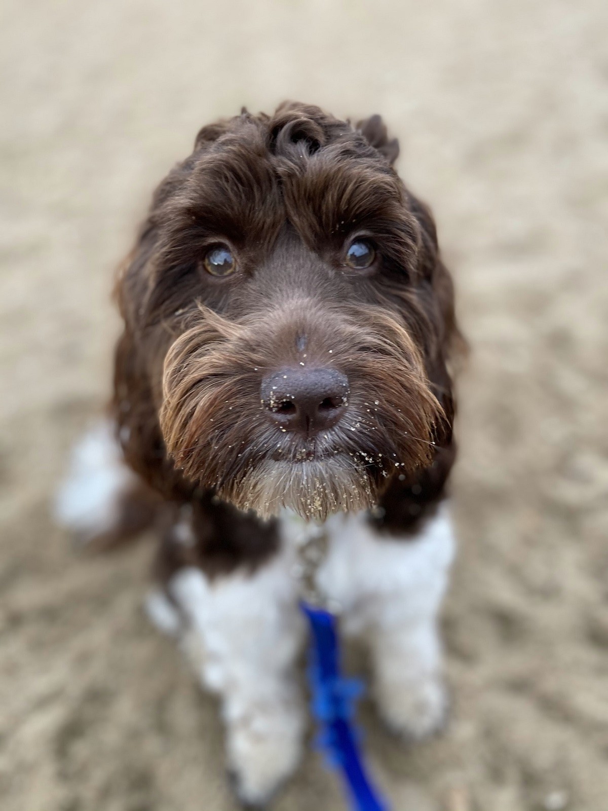 Após o passeio na praia, lembre-se de dar banho no cachorro, limpar as orelhas e banhar os olhos com soro fisiológico (Foto: Unsplash/ CreativeCommons)