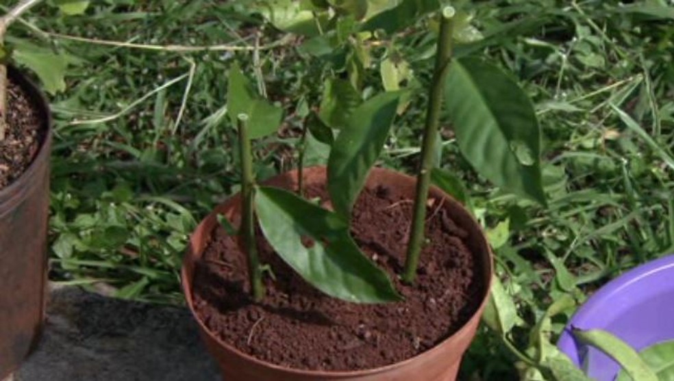 Como Plantar Muda De Ora Pro Nobis