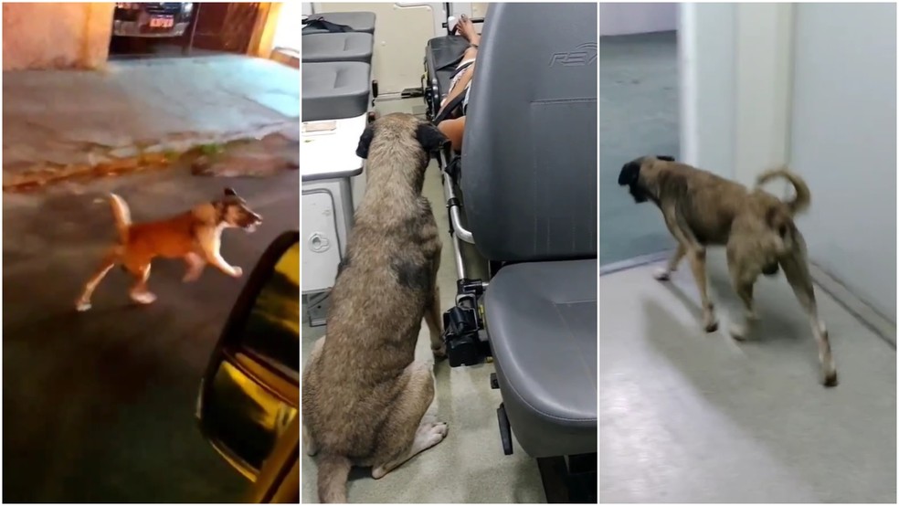 Cão segue tutora, ganha 'carona' em ambulância e a acompanha em hospital — Foto: Reprodução