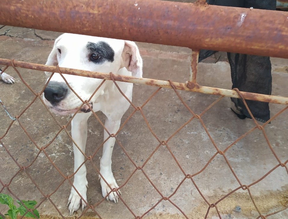 Cão da raça Dogo Argentino apresentava magreza excessiva, anemia e erliquiose (doença do carrapato) — Foto: Polícia Ambiental 