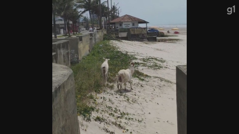 Uma cabra e um bode foram vistos na faixa de areia, em Mongaguá, no litoral de São Paulo. — Foto: Thyago Jacob