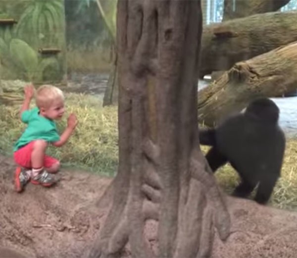 Isaiah e gorila: o começo de uma amizade (Foto: Reprodução - YouTube)