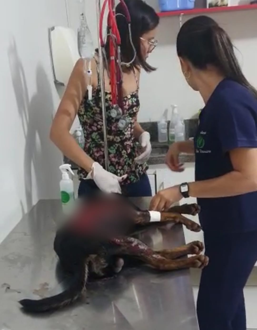 Cão escalpelado é socorrido pela PM de Meio Ambiente em Unaí; policiais fazem buscas para tentar localizar quem feriu animal
