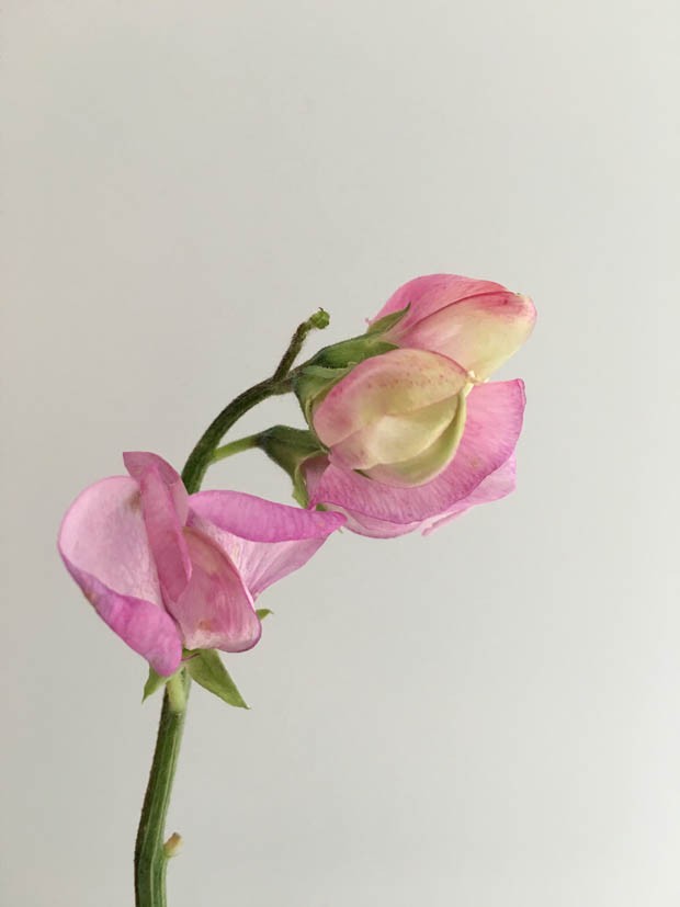 Ervilha Doce: saiba tudo sobre essa flor perfumada (Foto: Flo Atelier Botânico)