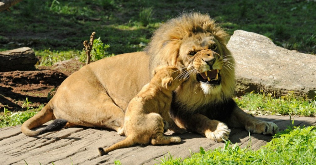 Foto de arquivo mostra leão e filhote no Zoológico do Bronx, em Nova York. Duas cepas do novo coronavírus em sete felinos do Zoo — Foto: Reprodução/Facebook/Zoológico do Bronx