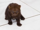 Raro, bebê gato-mourisco achado em Mogi recusa mamadeira