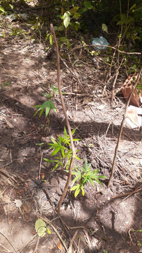 Pés de maconha localizados pela PM na estrada de acesso à Lagoa do Bonfim, na Grande Natal. — Foto: Polícia Militar