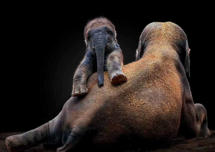 Elefante filhote nas costas da mãe (Foto: Pedro Jarque Krebs)