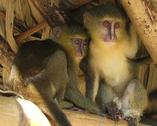 Filhotes do primata macaco-lasula capturados em região da República Democrática do Congo (Foto: Reprodução/"PLoS One")