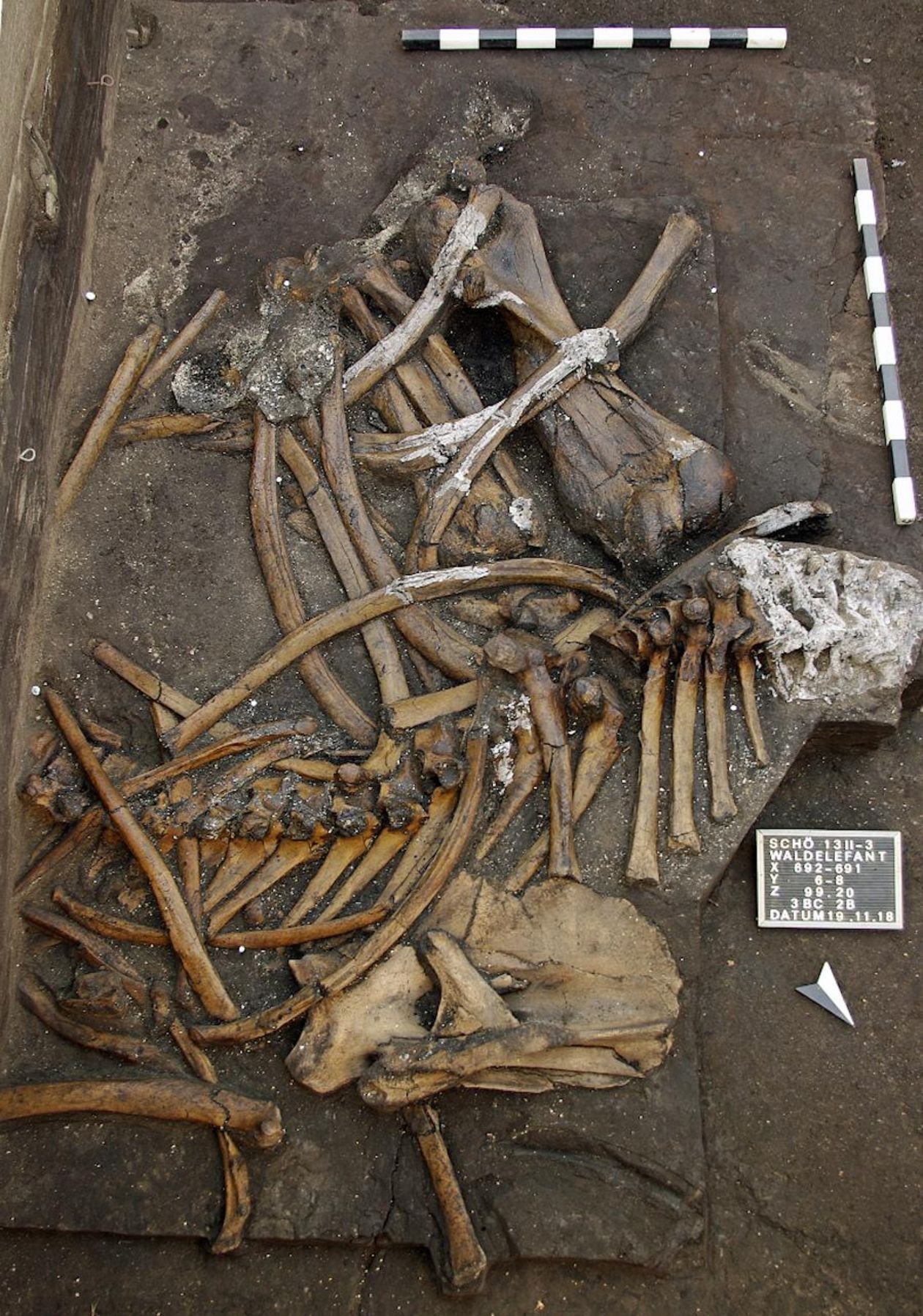 Animal era uma fêmea que pesava 6,8 toneladas, tinha cerca de 3,2 metros de altura e provavelmente morreu de velhice (Foto: Universidade de Tübingen)