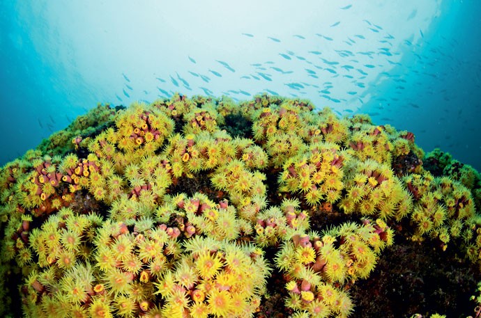 O coral-sol libera uma substância que inibe a presença de outras espécies ou as queima com um tentáculo (Foto: Leo Francini)