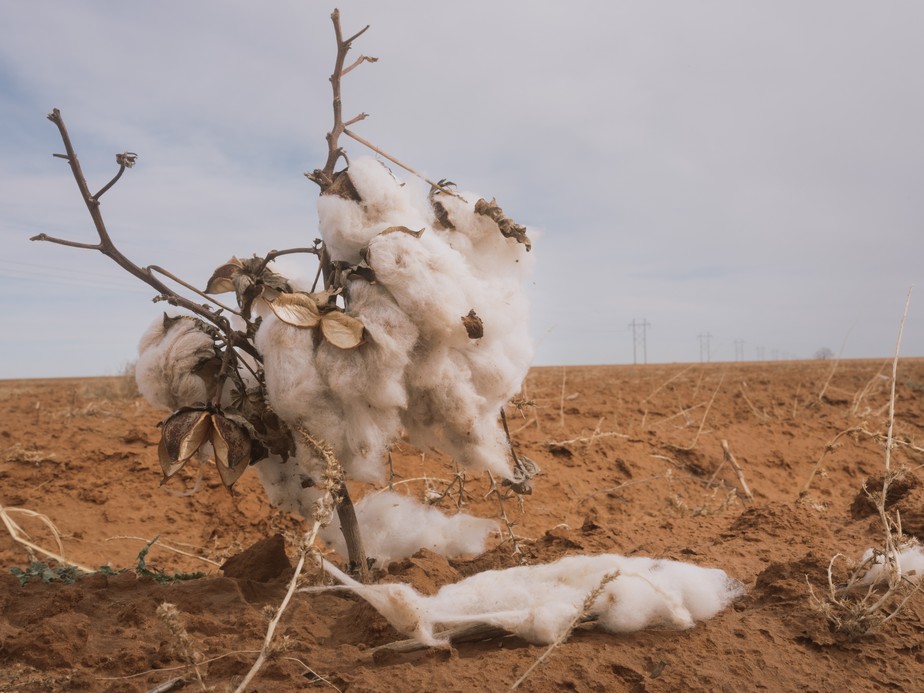 Restos de algodão após a colheita em Meadow, Texas. Produtores de algodão no estado sofreram perdas recordes em meio à seca e à seca no ano passado