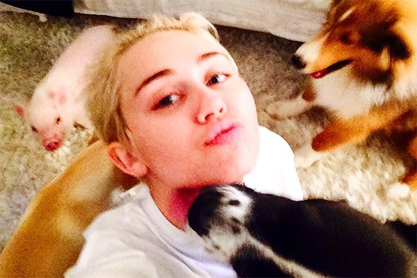 Miley Cyrus adora tanto animais que além de vários cachorros, acabou adotando também um...porco. A porquinha Bubba Sue agora faz companhia para os cãezinhos Moonie, Bean, Penny Lane, Mary Jane e Happy. (Foto: Reprodução/Instagram)