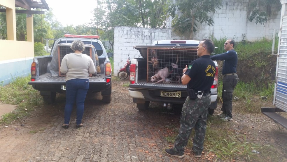 Animais passaram por exames veterinários e foram encaminhados para abrigo (Foto: Polícia Civil de MT/Assessoria)