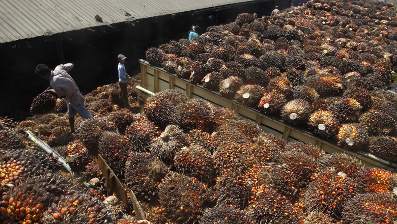 Trabalhadores carregam frutos da palma (Foto: REUTERS/Supri)