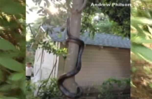 Família achou cobra enorme enrolada em árvore. (Foto: Reprodução)
