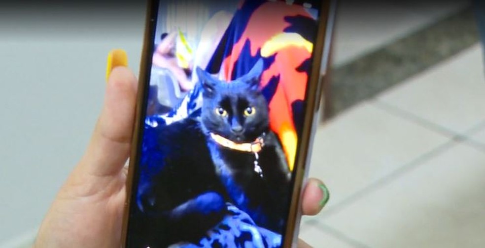 Moradores de São Carlos encontram três gatos mortos no Jardim Cruzeiro do Sul. — Foto: Reprodução/EPTV