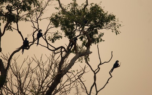 Hoje é dia do Pantanal - Revista Globo Rural