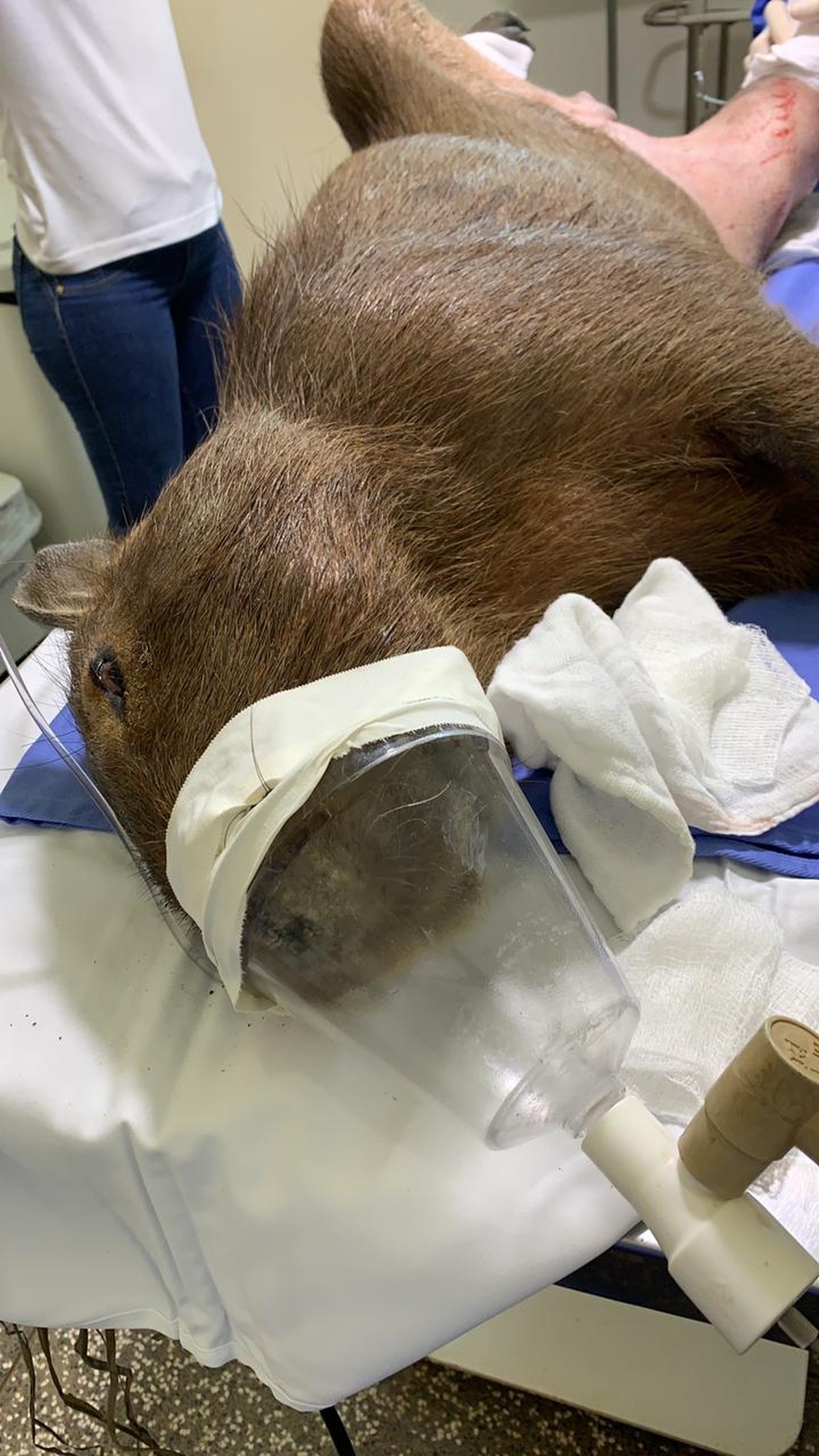 Capivara é resgatada com fraturas na pata na BR-163 e passa por cirurgia para reconstrução do membro em MT - Vimarsana News