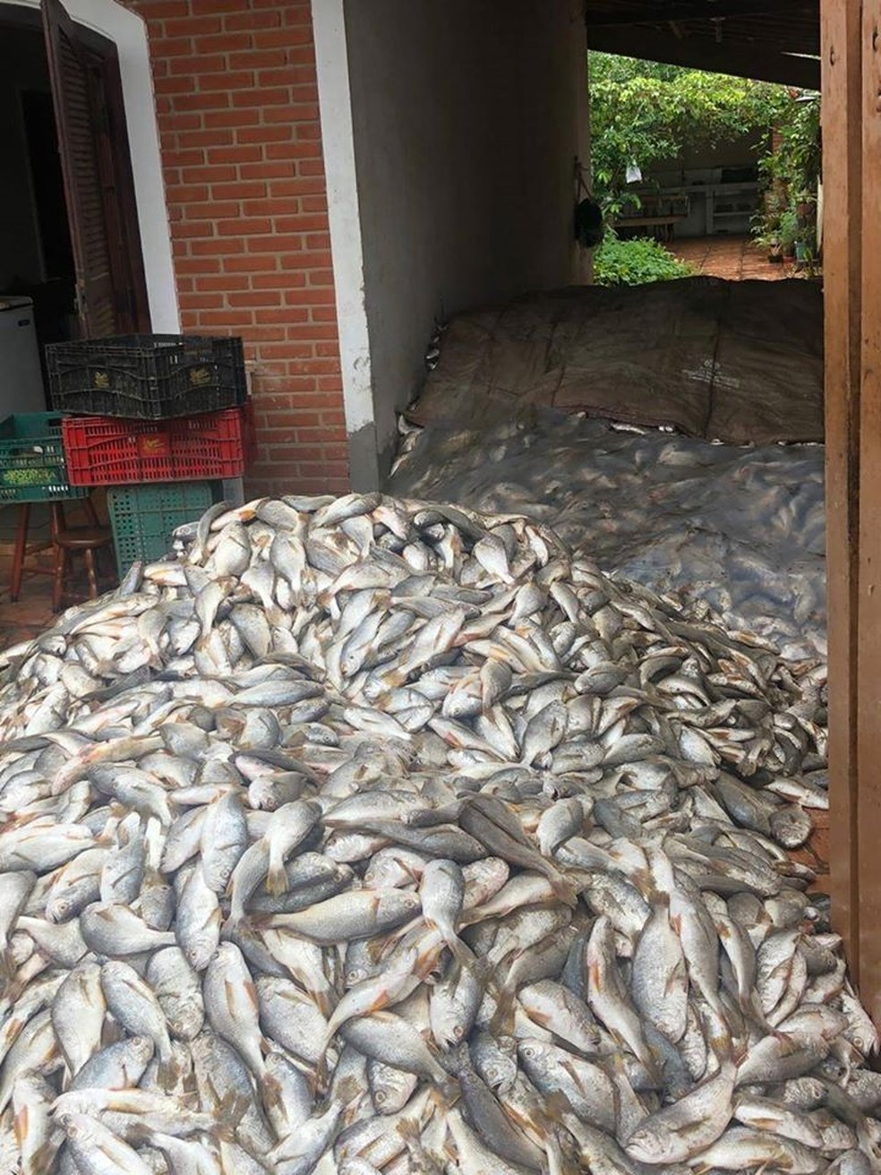 Peixes foram capturados em Bertioga, litoral de São Paulo — Foto: Divulgação/Tatiana Monteiro