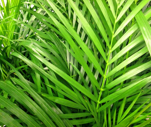Photo showing the green leaves / fronds of a potted Areca palm houseplant.  The Latin name for this plant is: Chrysalidocarpus lutescens. (Foto: Getty Images/iStockphoto)